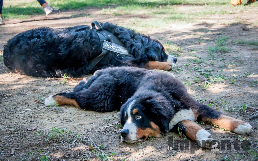 educazione-cane-classe-cuccioli-arezzo