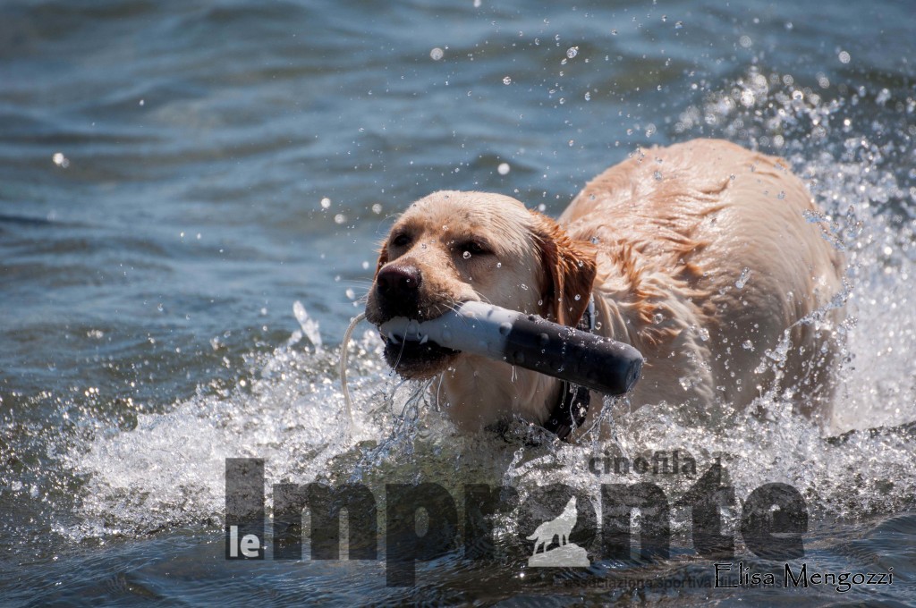 labrador-retriever-al-mare